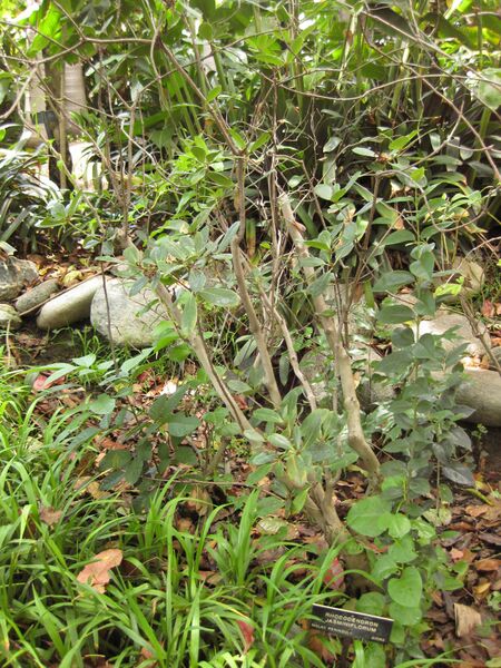 File:IMG 7513 hunt09jun.jpg