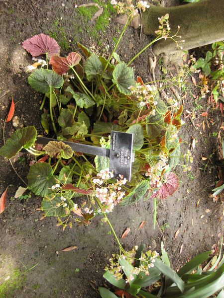 File:IMG 7514 hunt09jun.jpg