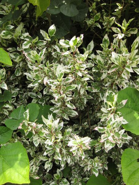 File:IMG 7515 hunt09jun.jpg