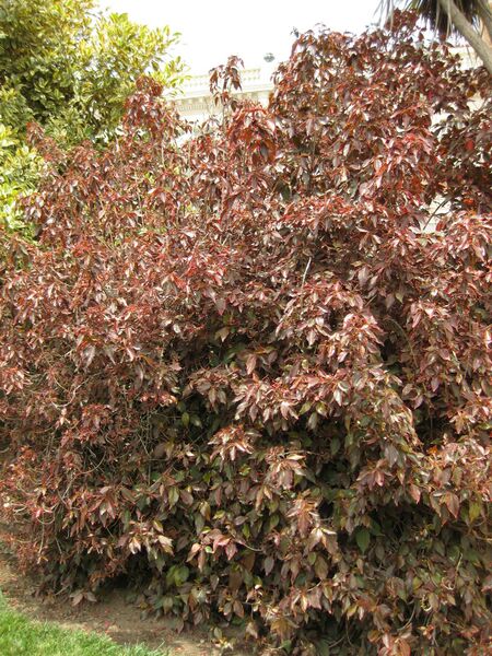 File:IMG 7516 hunt09jun.jpg