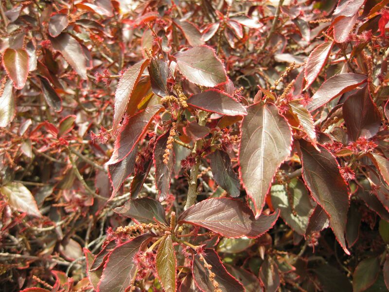 File:IMG 7517 hunt09jun.jpg