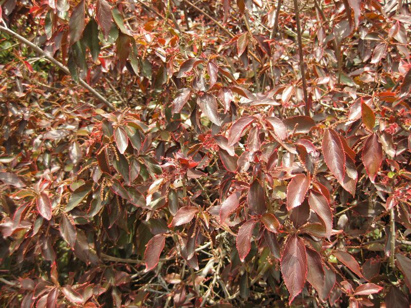 File:IMG 7518 hunt09jun.jpg