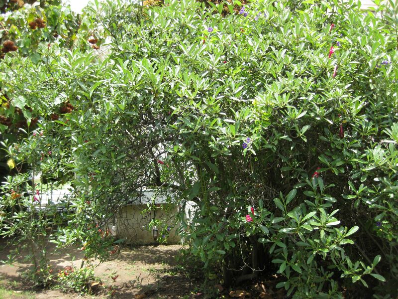 File:IMG 7519 hunt09jun.jpg