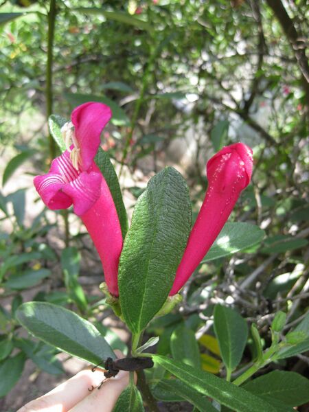 File:IMG 7520 hunt09jun.jpg