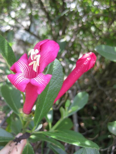 File:IMG 7521 hunt09jun.jpg