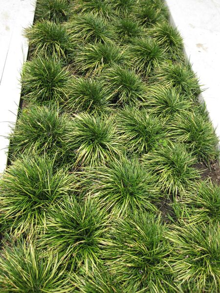 File:IMG 7522 hunt09jun.jpg