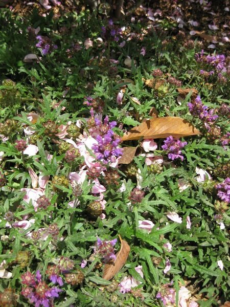 File:IMG 7524 hunt09jun.jpg