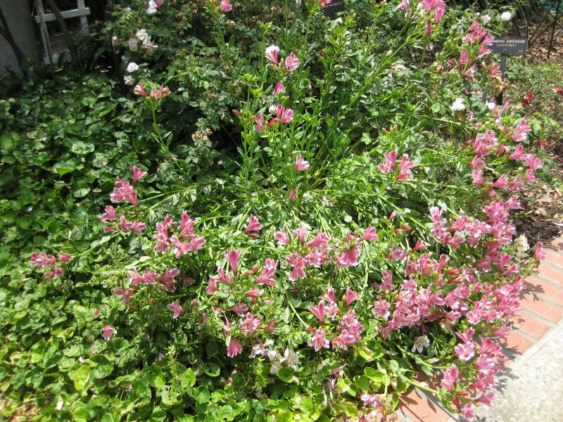 File:IMG 7525 hunt09jun.jpg