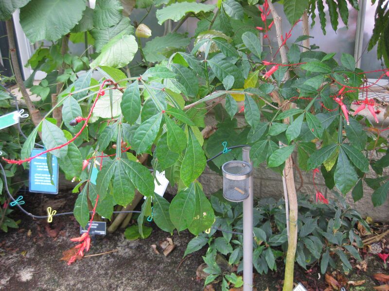 File:IMG 7526 hunt09jun.jpg