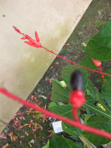 File:IMG 7527 hunt09jun.jpg