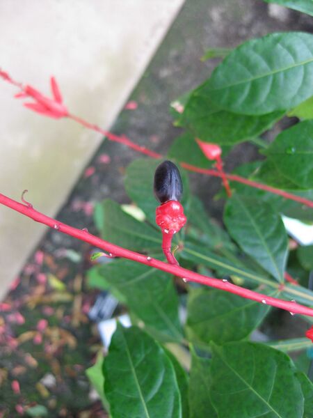 File:IMG 7528 hunt09jun.jpg