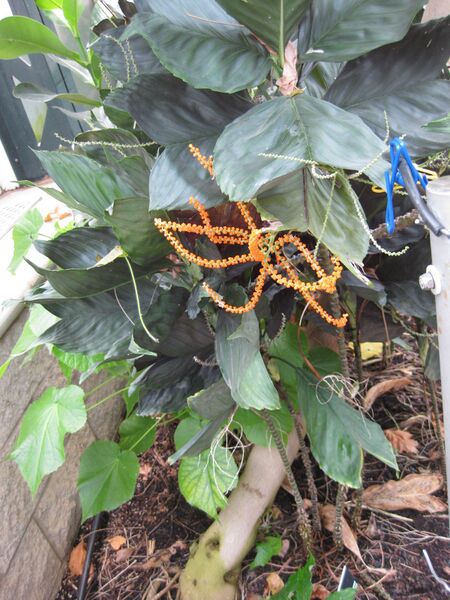 File:IMG 7531 hunt09jun.jpg