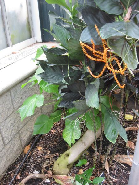 File:IMG 7532 hunt09jun.jpg