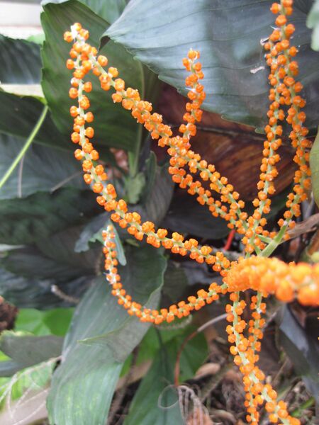 File:IMG 7533 hunt09jun.jpg