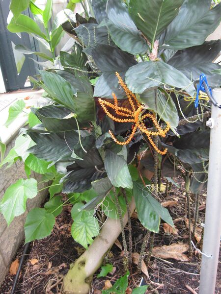 File:IMG 7535 hunt09jun.jpg