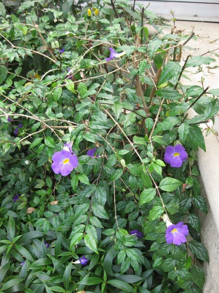 File:IMG 7536 hunt09jun.jpg