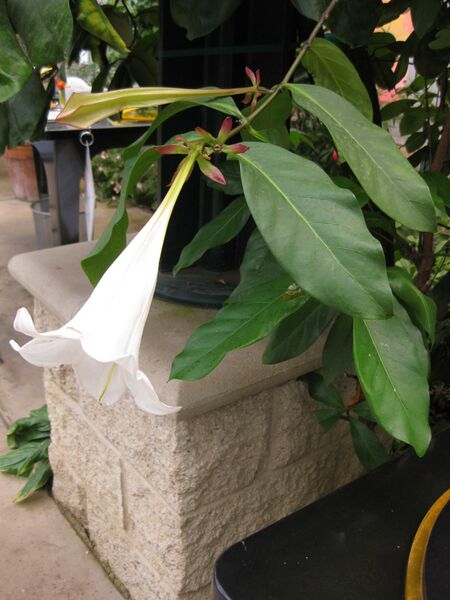 File:IMG 7538 hunt09jun.jpg