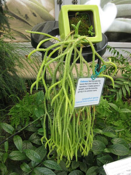 File:IMG 7539 hunt09jun.jpg