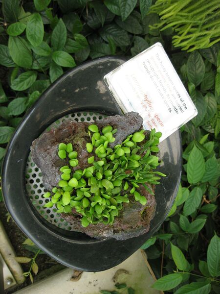 File:IMG 7540 hunt09jun.jpg