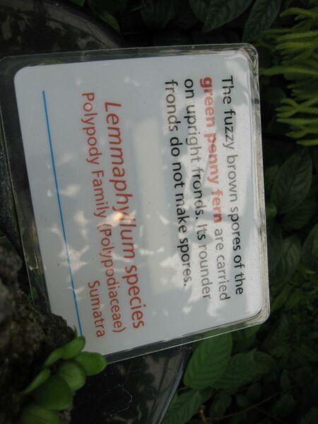 File:IMG 7541 hunt09jun.jpg