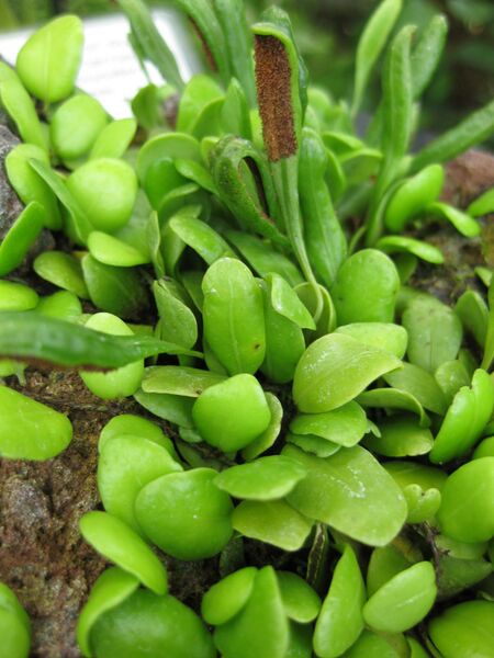 File:IMG 7542 hunt09jun.jpg