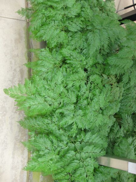 File:IMG 7543 hunt09jun.jpg