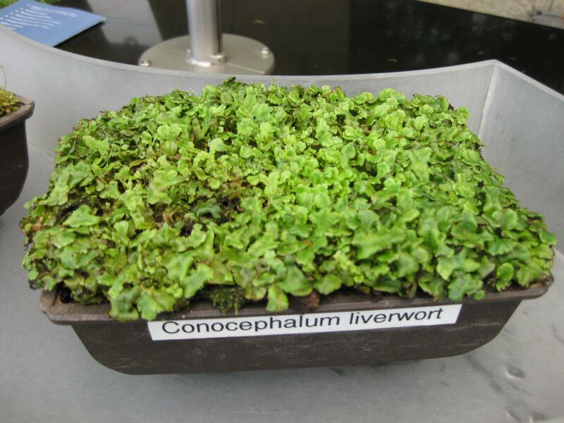 File:IMG 7544 hunt09jun.jpg