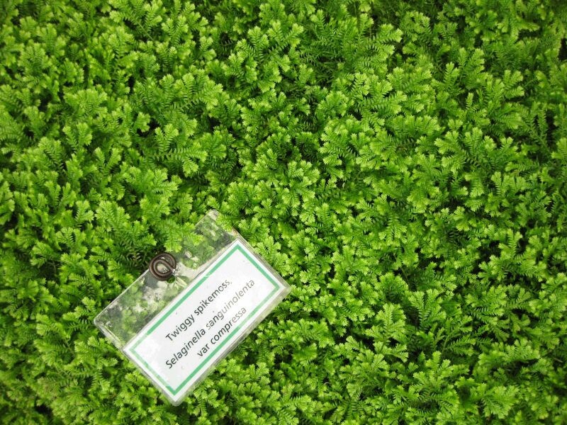 File:IMG 7546 hunt09jun.jpg