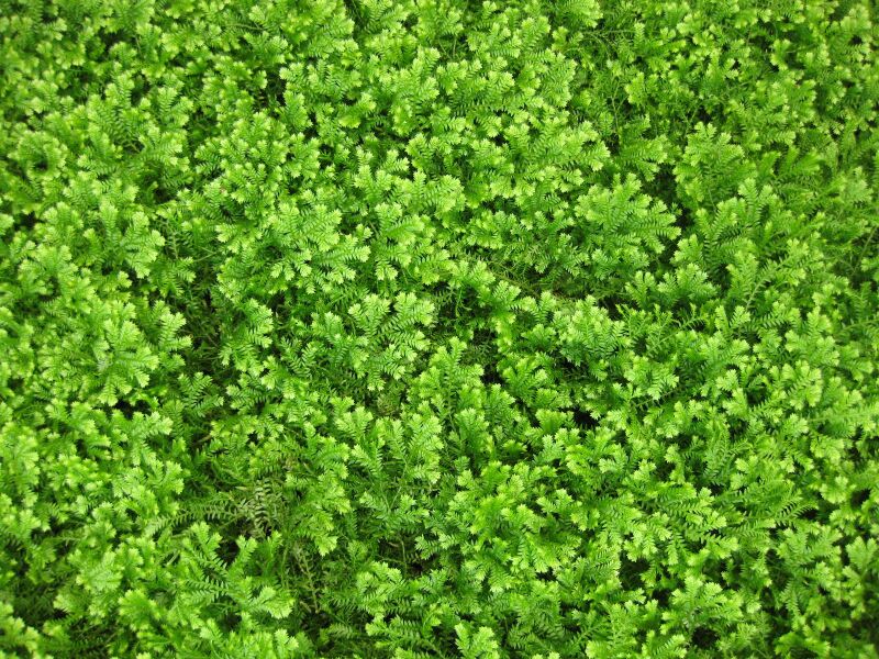 File:IMG 7547 hunt09jun.jpg