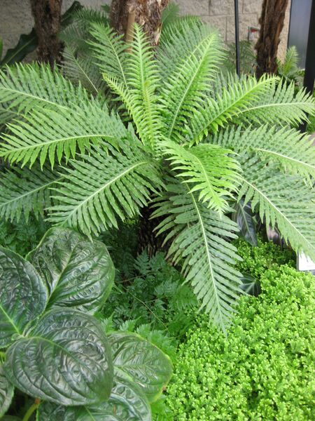 File:IMG 7548 hunt09jun.jpg