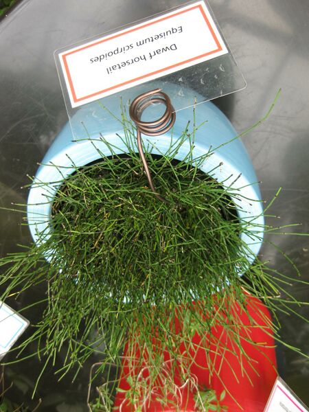 File:IMG 7549 hunt09jun.jpg