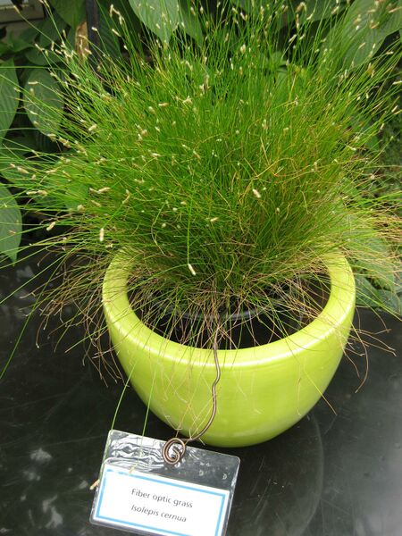 File:IMG 7550 hunt09jun.jpg