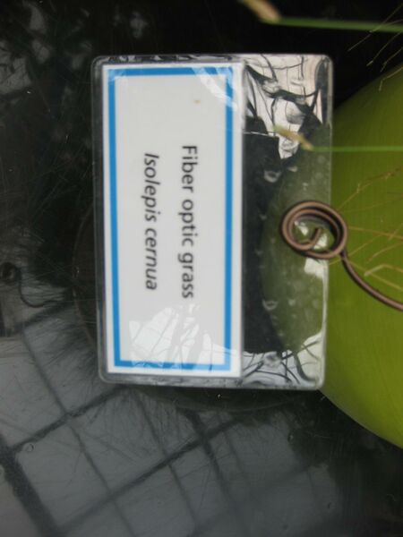 File:IMG 7551 hunt09jun.jpg