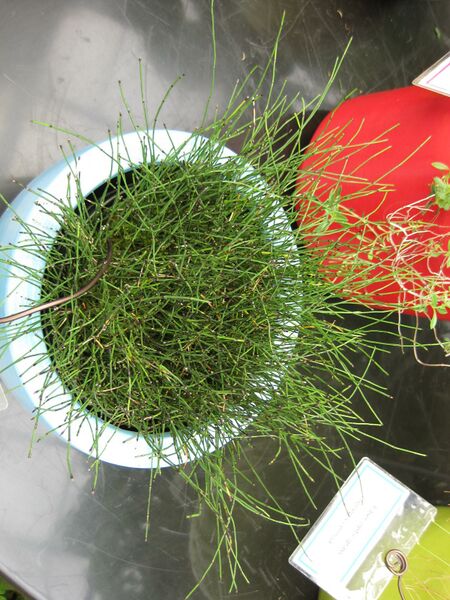 File:IMG 7552 hunt09jun.jpg