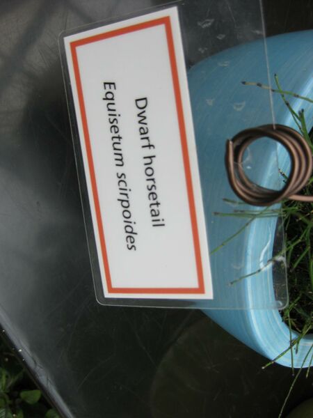 File:IMG 7553 hunt09jun.jpg