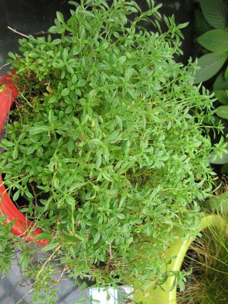 File:IMG 7554 hunt09jun.jpg