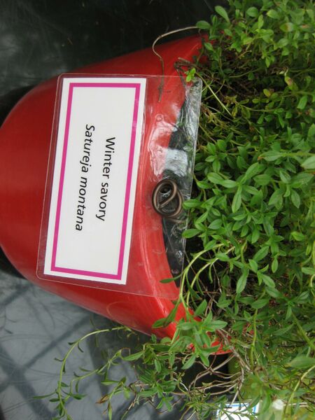 File:IMG 7555 hunt09jun.jpg