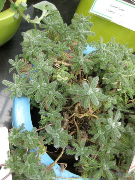 File:IMG 7556 hunt09jun.jpg