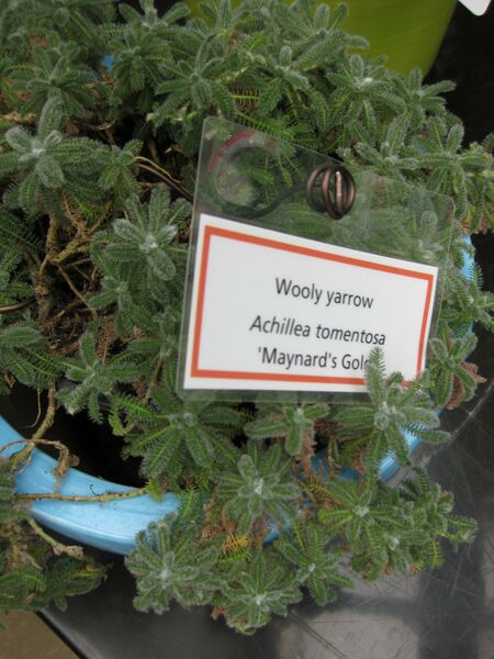 File:IMG 7557 hunt09jun.jpg