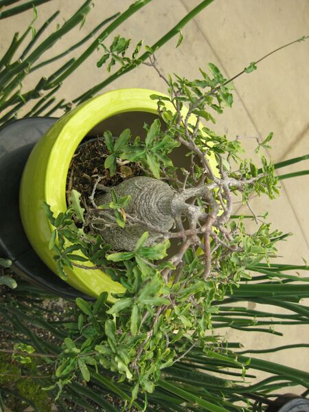 File:IMG 7558 hunt09jun.jpg