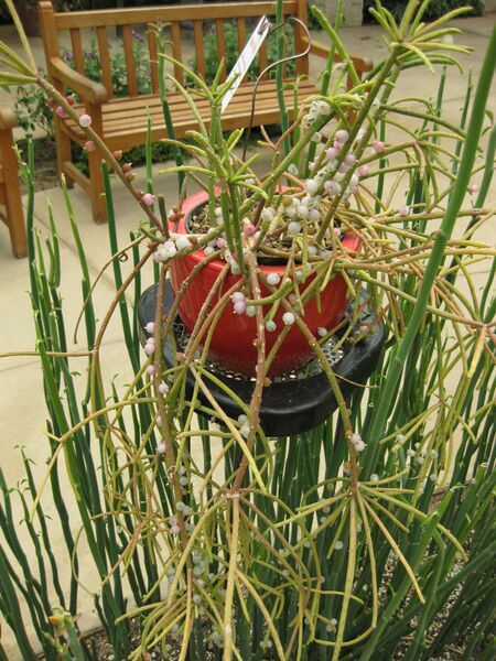 File:IMG 7559 hunt09jun.jpg