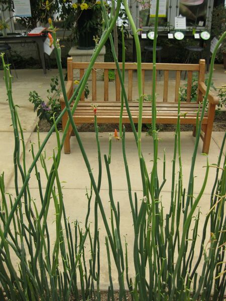 File:IMG 7560 hunt09jun.jpg