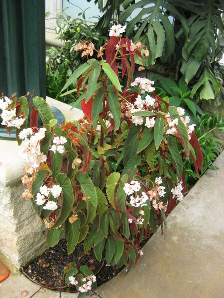 File:IMG 7561 hunt09jun.jpg