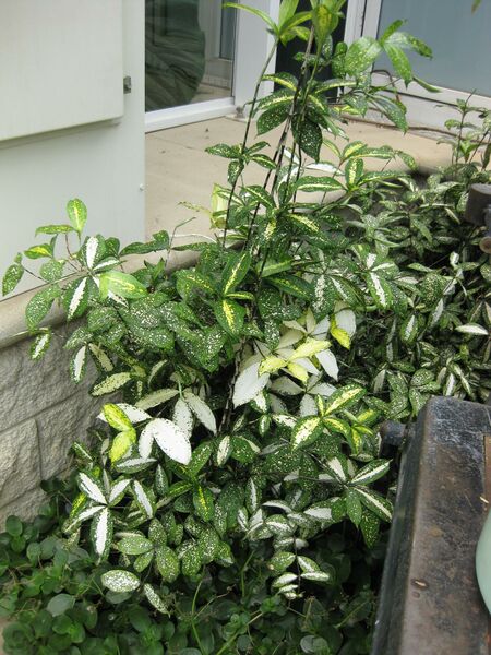 File:IMG 7562 hunt09jun.jpg