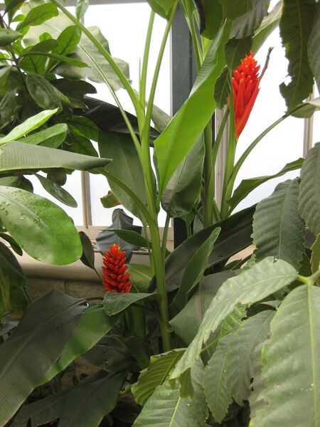 File:IMG 7563 hunt09jun.jpg