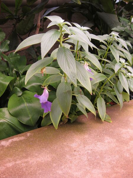 File:IMG 7565 hunt09jun.jpg