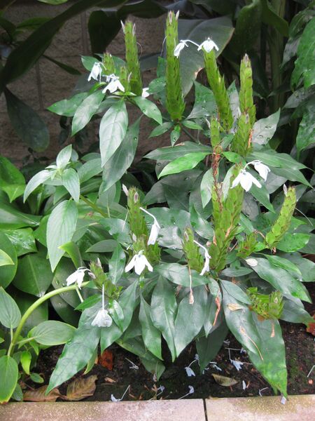 File:IMG 7567 hunt09jun.jpg