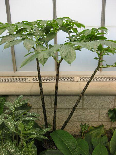 File:IMG 7568 hunt09jun.jpg