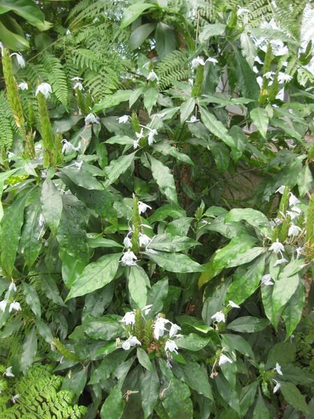 File:IMG 7571 hunt09jun.jpg