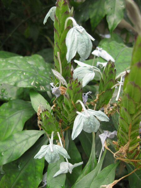 File:IMG 7572 hunt09jun.jpg